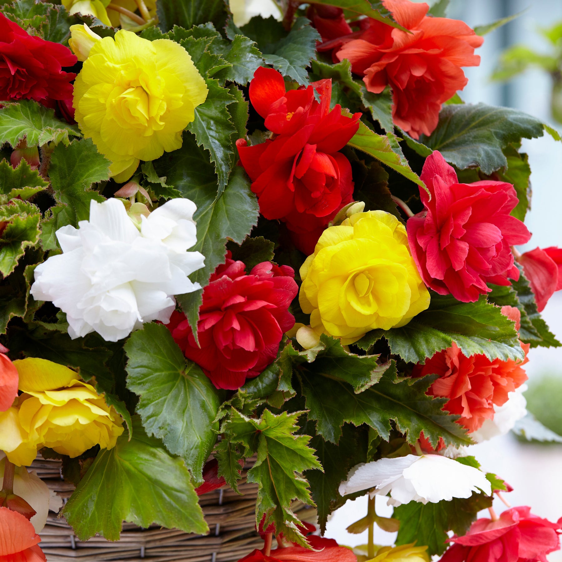 Grootbloemige hangbegonia Mix (x20) - Willemse