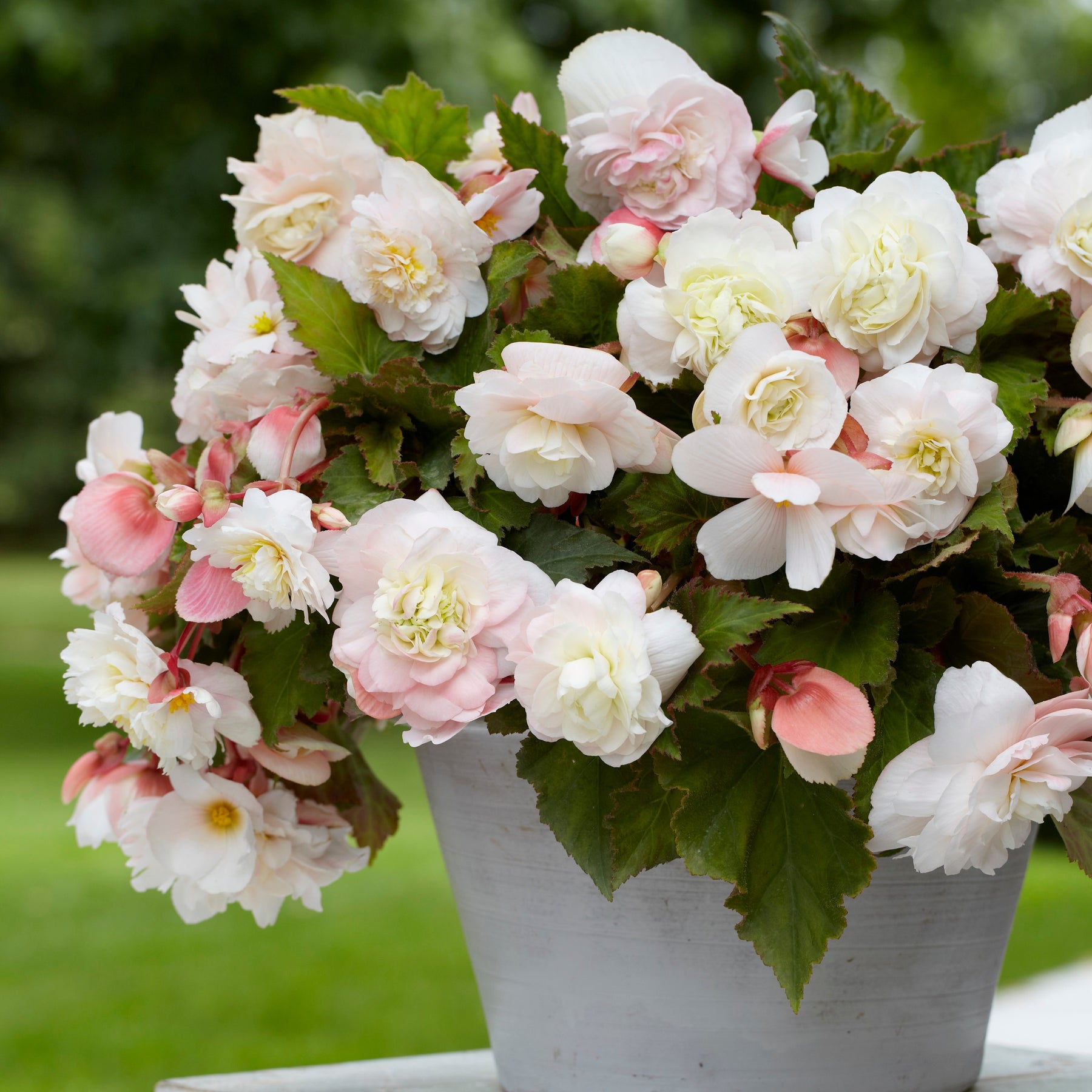 Begonia 'Angelique' (x5) - Begonia odorata angélique - Begonia's - Begonia