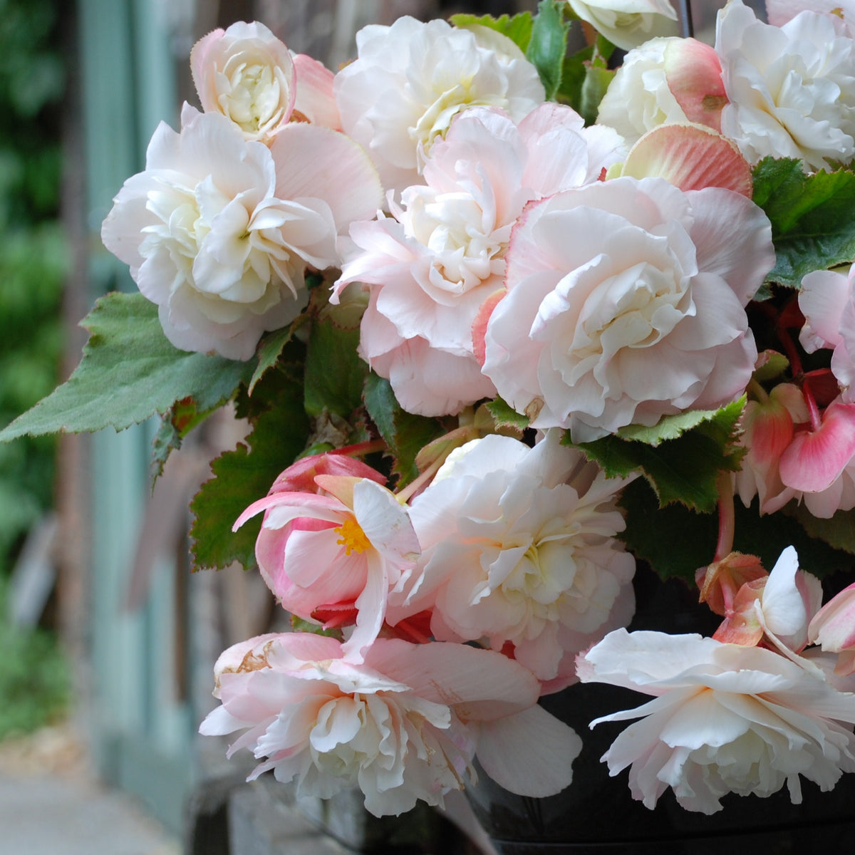 Begonia 'Angelique' (x5) - Begonia odorata angélique