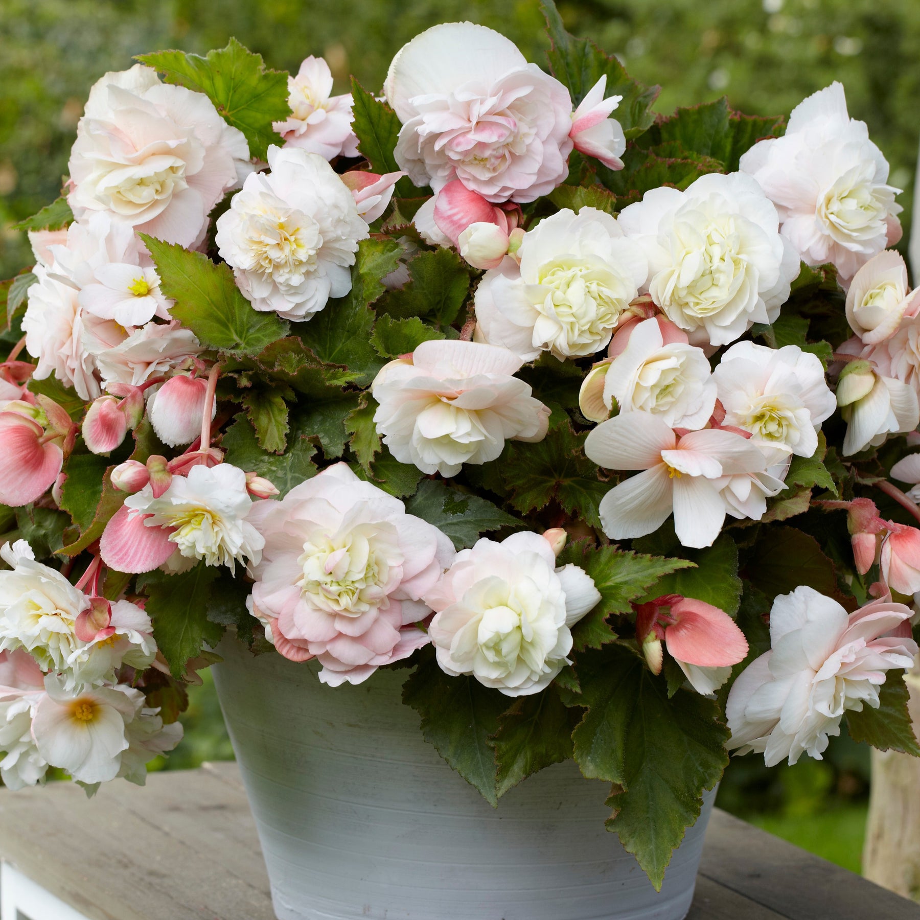 Begonia 'Angelique' (x5) - Begonia odorata angélique