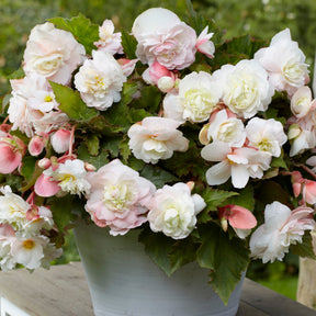 Begonia 'Angelique' (x5) - Begonia odorata angélique