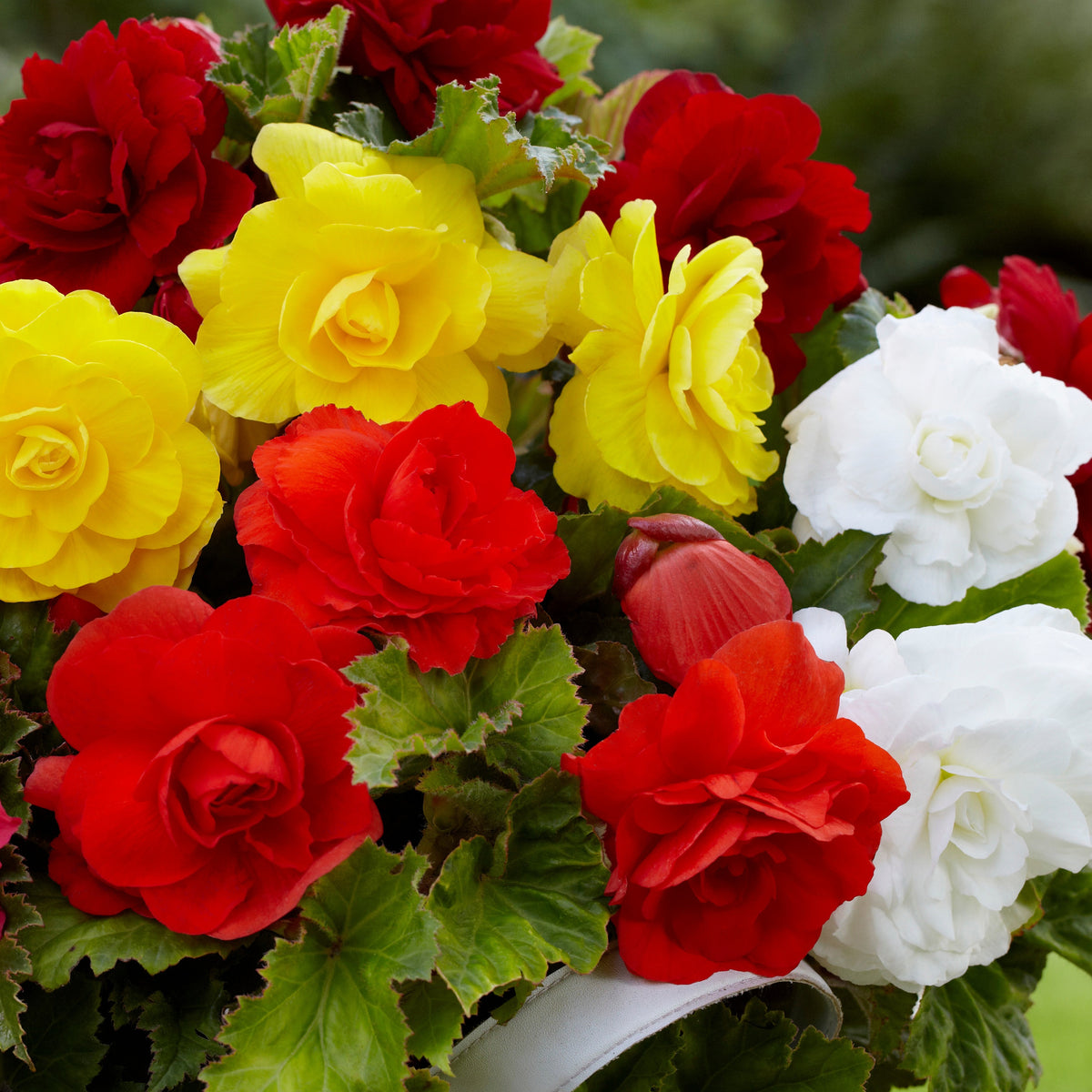 Dubbelbloemige Begonia Mix (x24) - Begonia tuberhybrida - Zomerbloeiers