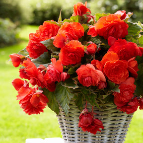 Begonia 'Red Glory' (x5) - Begonia odorata red glory - Begonia's - Begonia