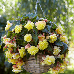 Begonia 'Sunny Dream' (x5) - Begonia odorata sunny dream