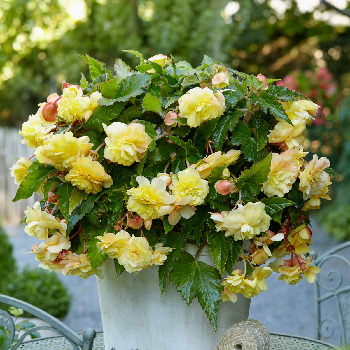 Begonia 'Sunny Dream' (x5) - Begonia odorata sunny dream