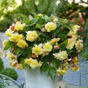 Begonia 'Sunny Dream' (x5) - Begonia odorata sunny dream