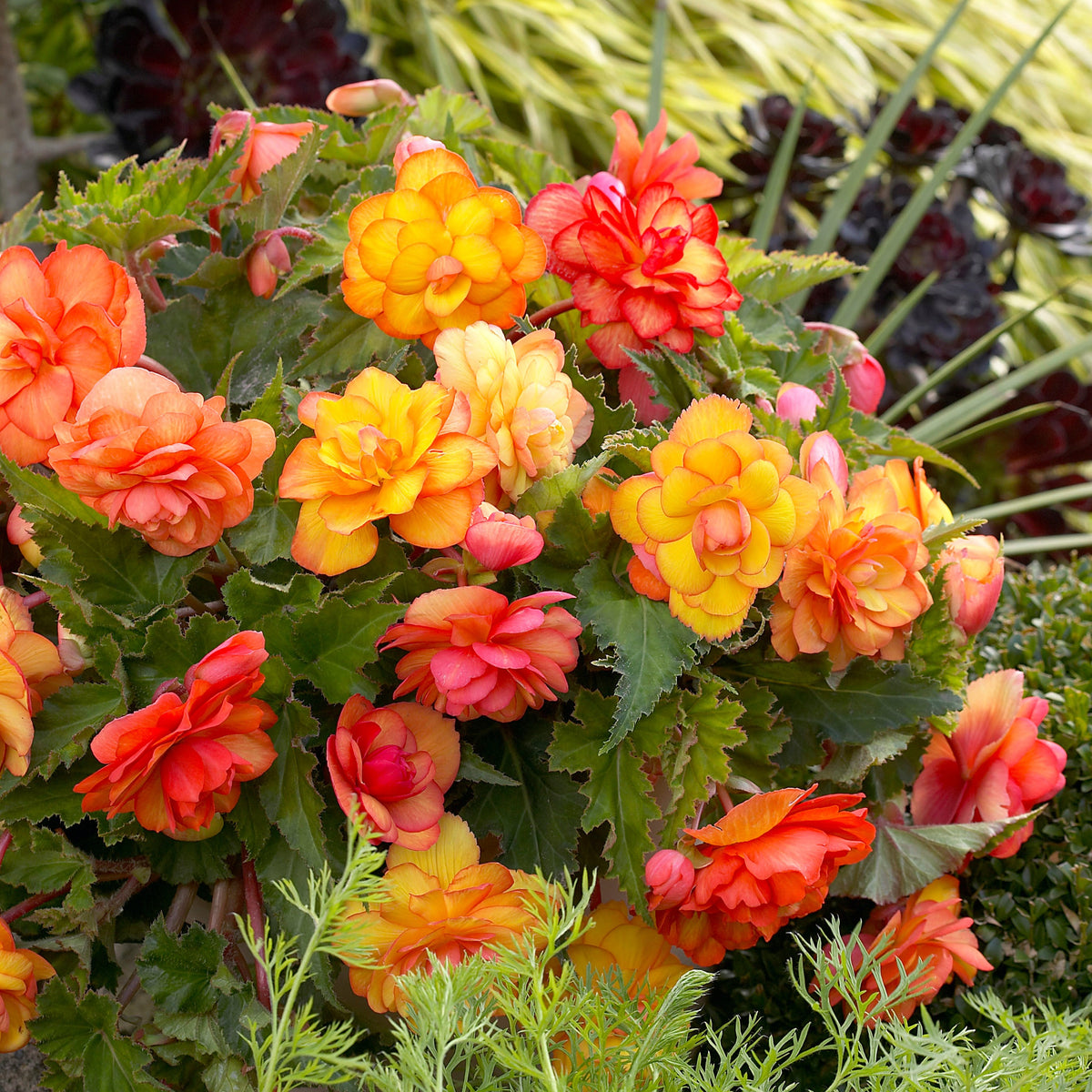 Hangbegonia 'Golden Balcony' (x5) - Begonia golden balcony - Begonia's - Begonia