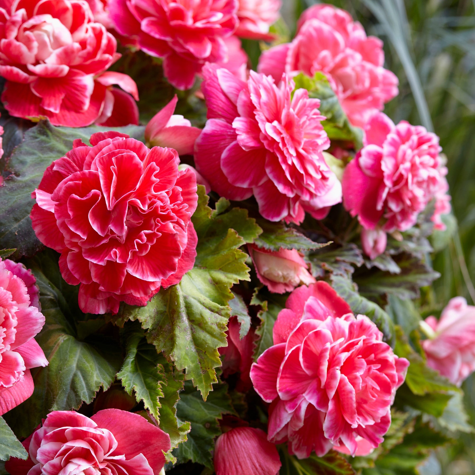 Dubbelbloemige Begonia 'Camelia' (x5) - Begonia a fleurs de camélia