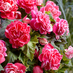 Dubbelbloemige Begonia 'Camelia' (x5) - Begonia a fleurs de camélia