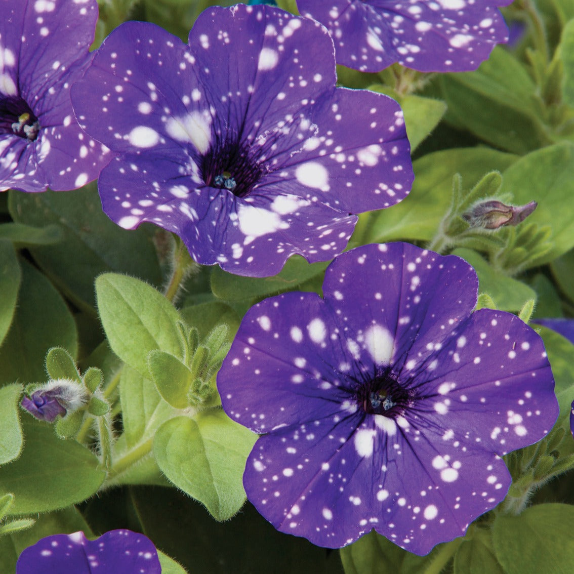 Petunia Nightsky - Petunia 'Night Sky'® (x3) - Petunia en Calibrachoa