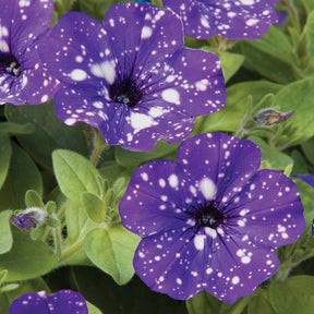 Petunia Nightsky - Petunia 'Night Sky'® (x3) - Petunia en Calibrachoa