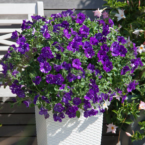Petunia 'Night Sky'® (x3) - Petunia Nightsky - Willemse