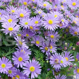 Brachyscome - Brachycoma's - Balkon- en terrasbloemen