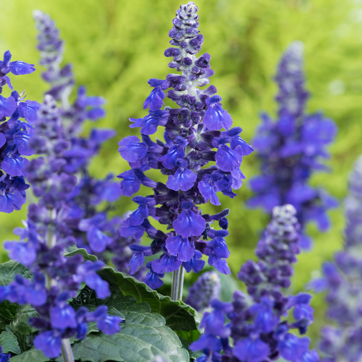 Salvia mysty - Salie 'Mysty' (x3) - Salie