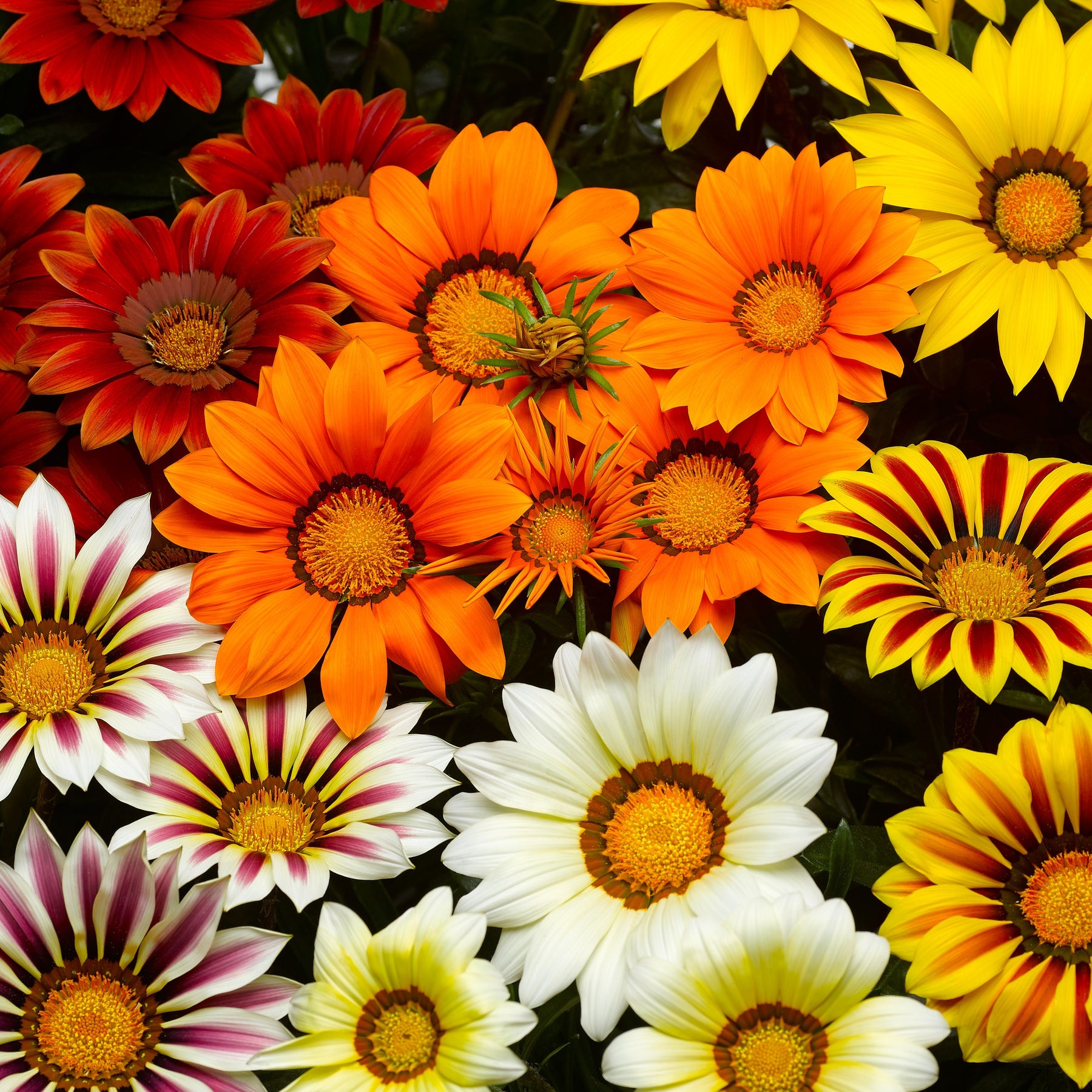 Gazania splendens Mix (x3) - Gazania splendens - Willemse