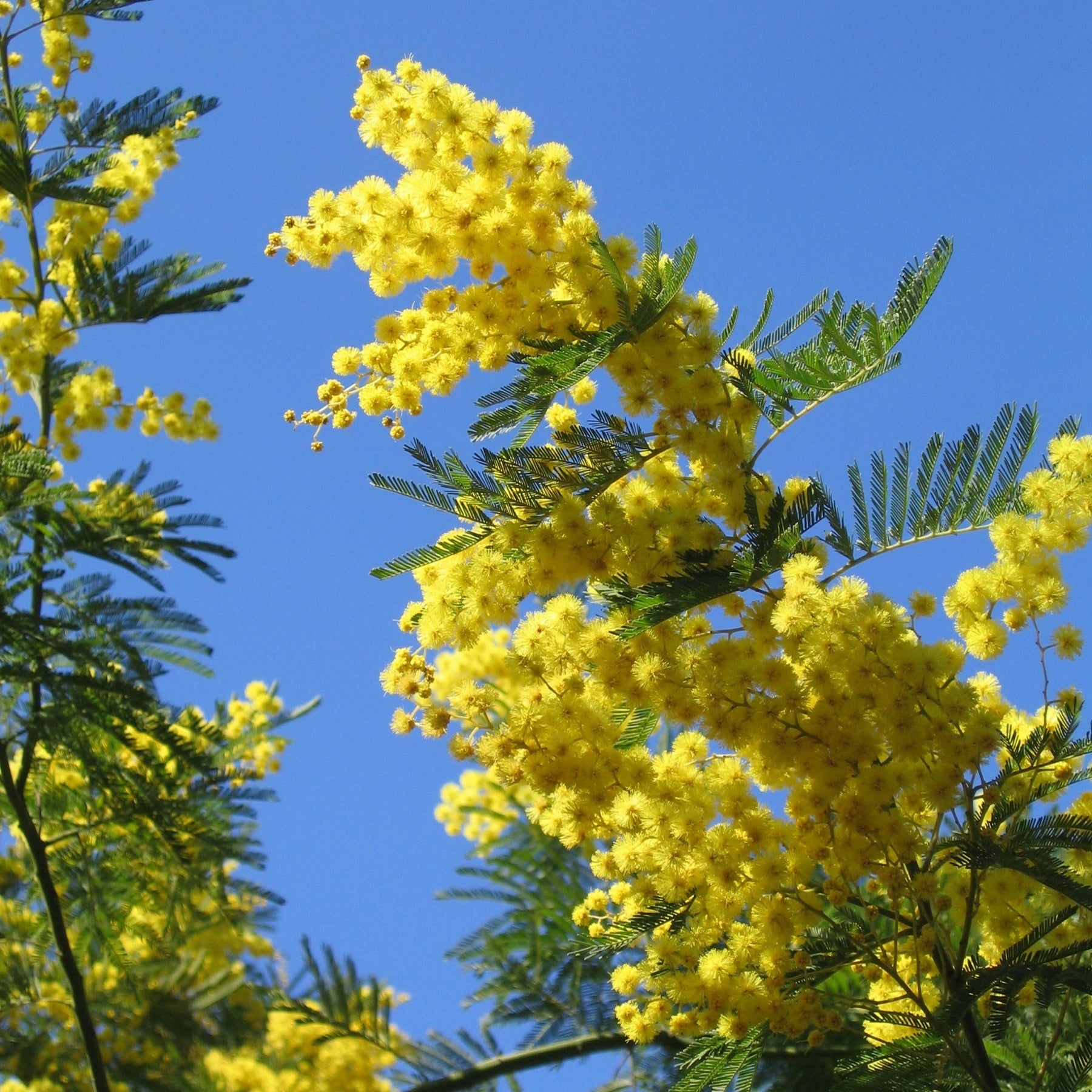 Mimosa - Acacia dealbata - Willemse