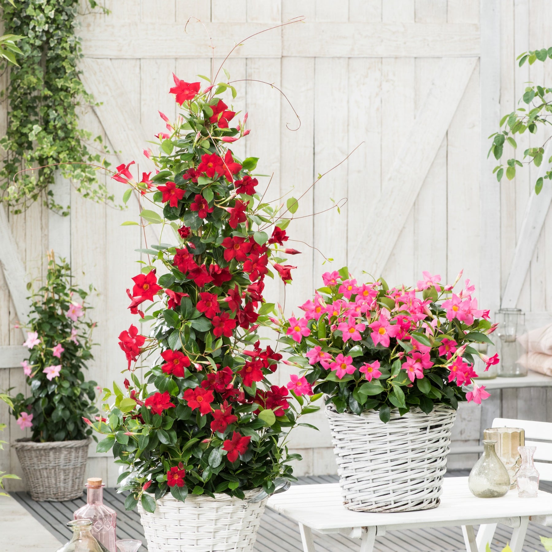 Chileense jasmijn - Mandevilla - Chileense jasmijn rood - Mandevilla