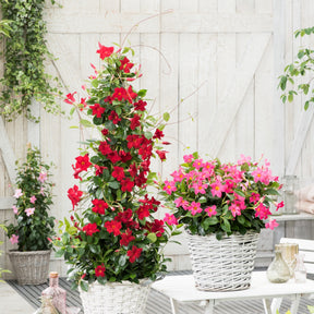 Chileense jasmijn - Mandevilla - Chileense jasmijn rood - Mandevilla