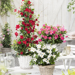 Chileense jasmijn rood - Dipladenia - Mandevilla - Willemse