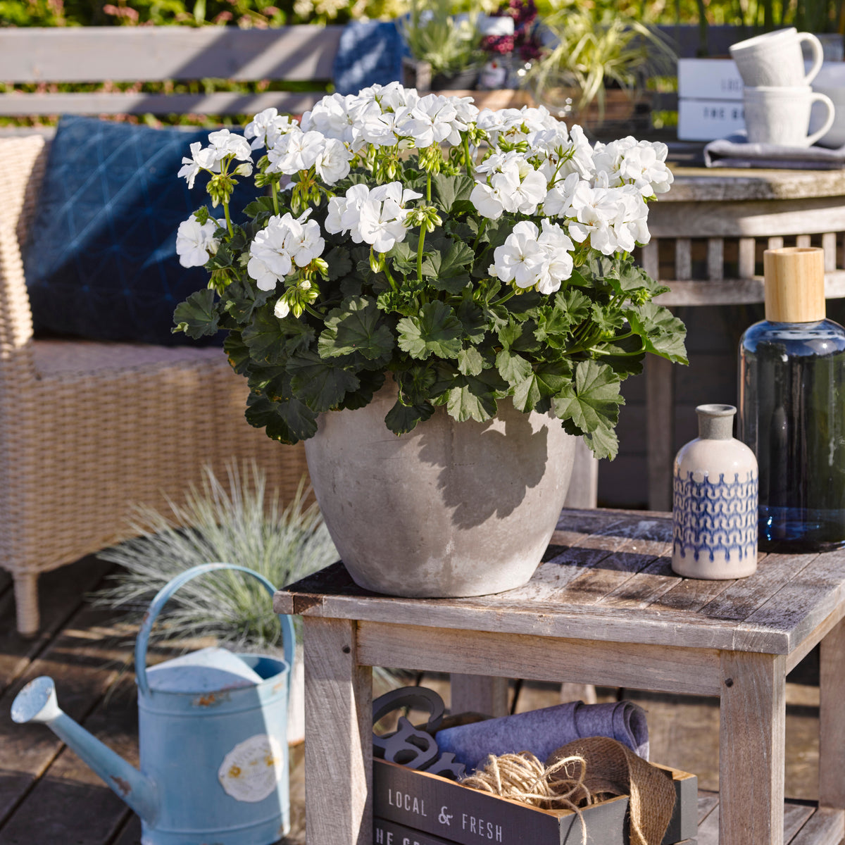 Geranium 'White' - Willemse