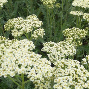 Duizendblads Alabasters (x3) - Achillea hybride alabaster - Heesters en vaste planten