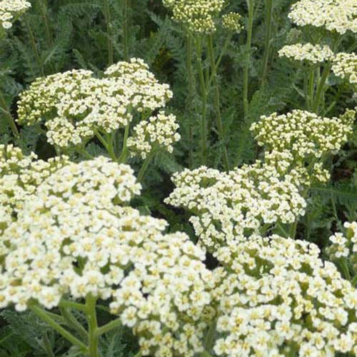 Duizendblads Alabasters (x3) - Achillea hybride alabaster - Heesters en vaste planten