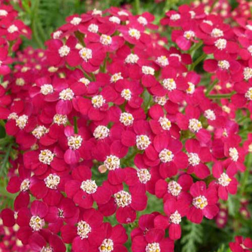 Duizendblad Petra - Willemse