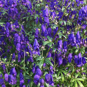 Monnikskap Sparks Variety - Willemse