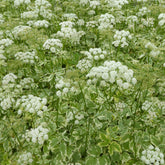 Herbe aux goutteux panachée - Willemse