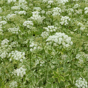 Herbe aux goutteux panachée - Willemse