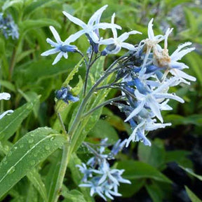 Blauwe ster - Willemse