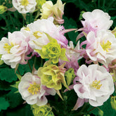 Akelei Winky Rose White - Willemse