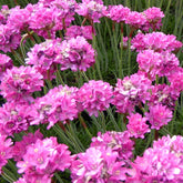 Engels gras Düsseldorfer Stolz Armeria - Willemse