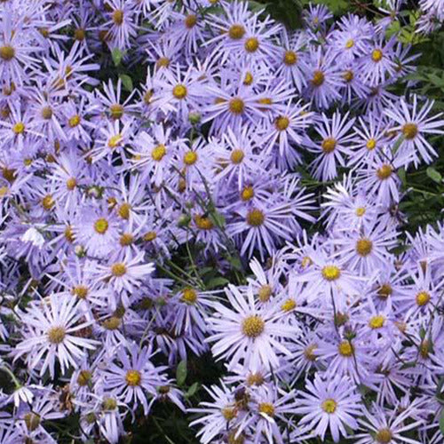 Aster Frikart Mönch - Willemse
