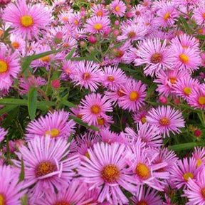Aster  'Rudelsburg' - Willemse