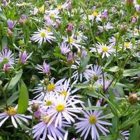 Aster   Lutetia - Willemse