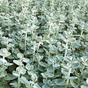 Valse vuurwerkplant - Willemse