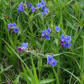 Ruw parelzaad - Willemse