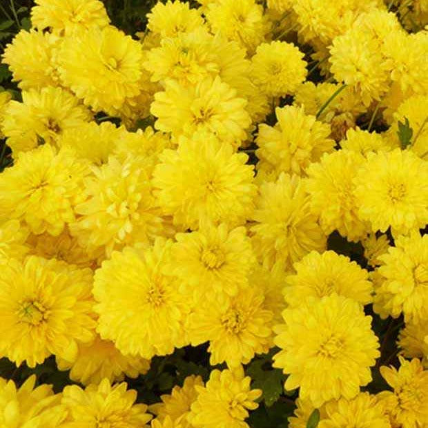 Chrysant 'Citronella' - Willemse