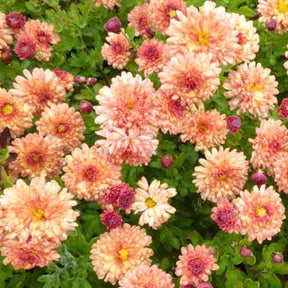 Chrysant - Willemse