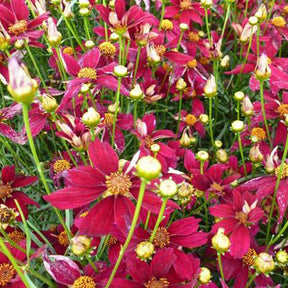 Meisjesogen 'Red Satin' - Willemse