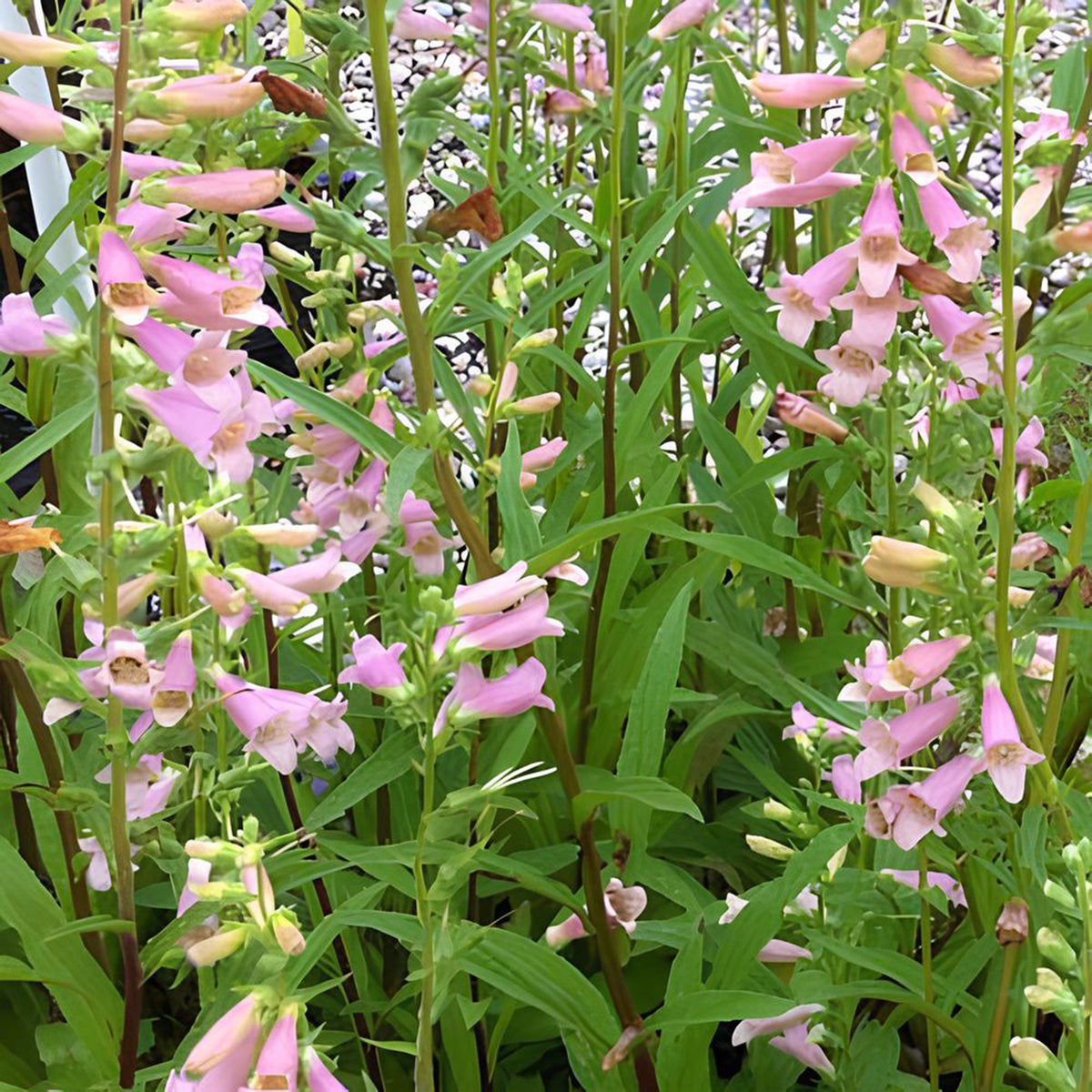 Vingerhoedskruid Glory of Roundway - Willemse