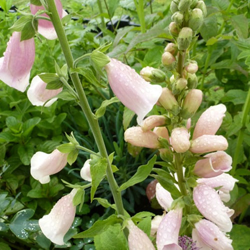 vingerhoedskruid Suttons Apricot - Willemse