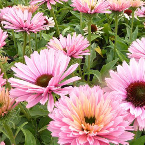 Zonnehoed Sunseekers Salmon - Willemse