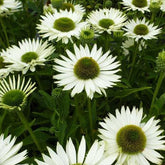 Zonnehoed Virgin - Willemse