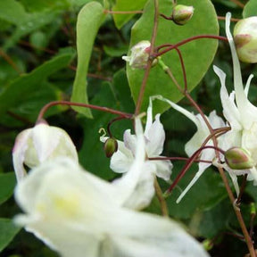Grootbloemige elfenbloemen - Willemse