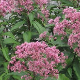 Purper leverkruid - Willemse