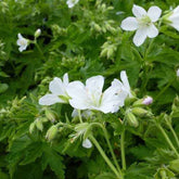 Bosooievaarsbek 'Album' - Willemse