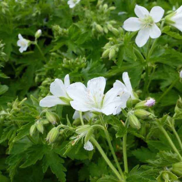 Bosooievaarsbek 'Album' - Willemse