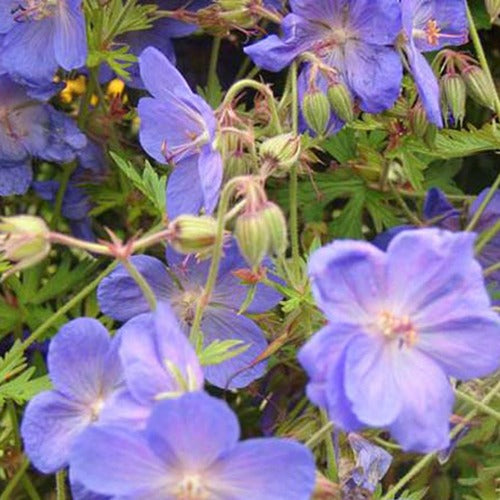 Ooievaarsbek Brookside - Geranium brookside - Willemse